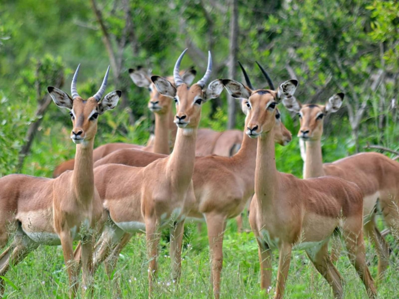 Inyati Game Lodge Sabi Sands Inyati Private Game Reserve Mpumalanga South Africa Deer, Mammal, Animal, Herbivore