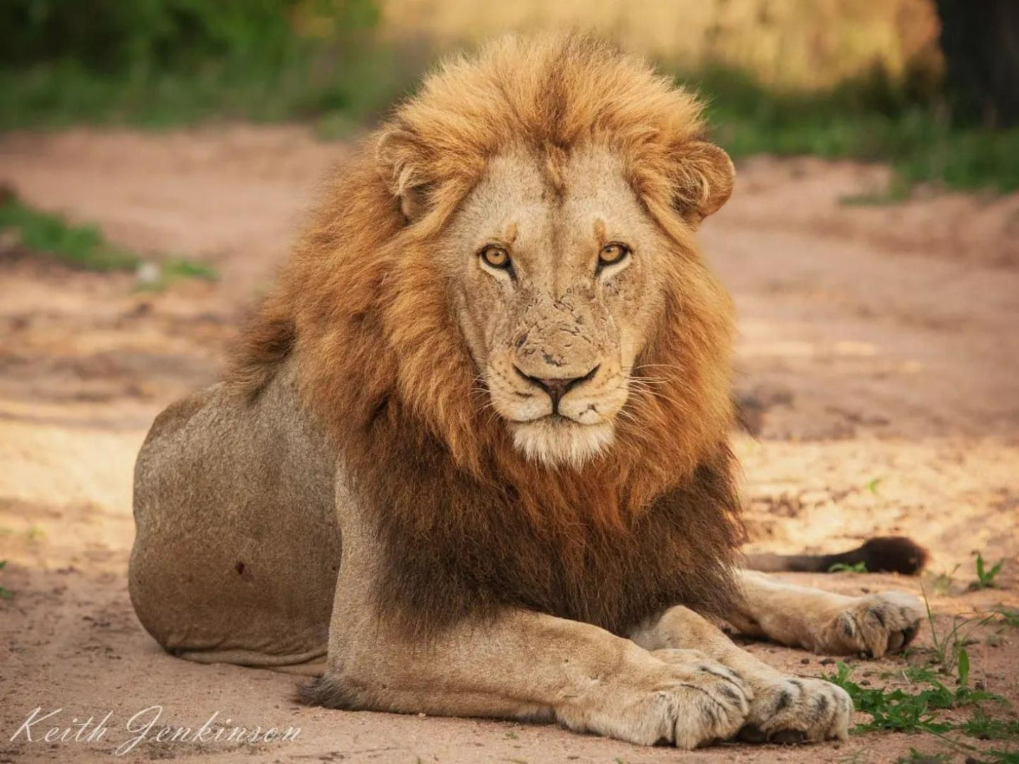 Inyati Game Lodge Sabi Sands Inyati Private Game Reserve Mpumalanga South Africa Sepia Tones, Lion, Mammal, Animal, Big Cat, Predator