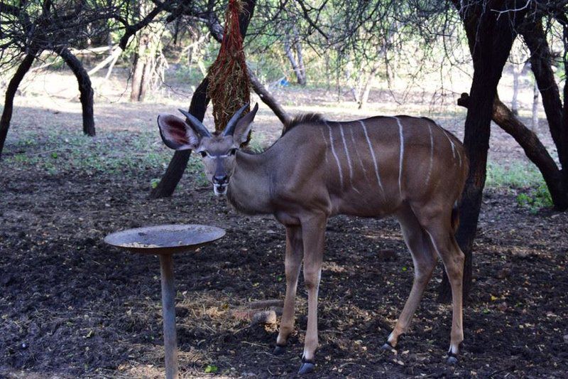 Inyoni House Marloth Park Mpumalanga South Africa Animal
