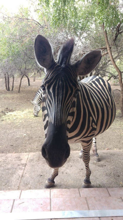 Inyoni House Marloth Park Mpumalanga South Africa Zebra, Mammal, Animal, Herbivore