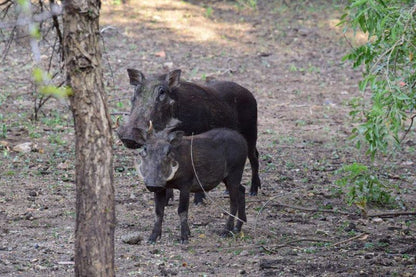 Inyoni House Marloth Park Mpumalanga South Africa Unsaturated, Water Buffalo, Mammal, Animal, Herbivore