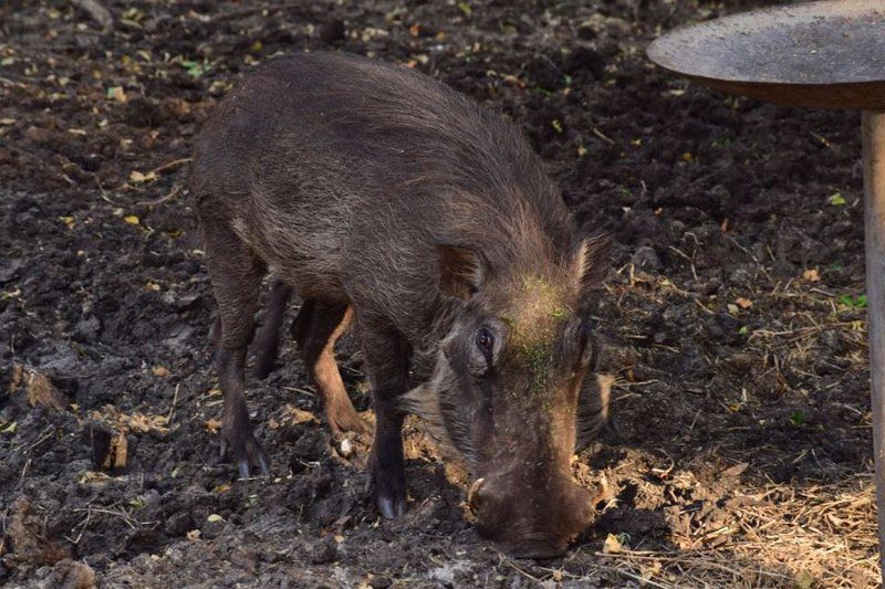 Inyoni House Marloth Park Mpumalanga South Africa Boar, Mammal, Animal, Herbivore, Pig, Agriculture, Farm Animal