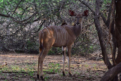 Inyoni House Marloth Park Mpumalanga South Africa Animal