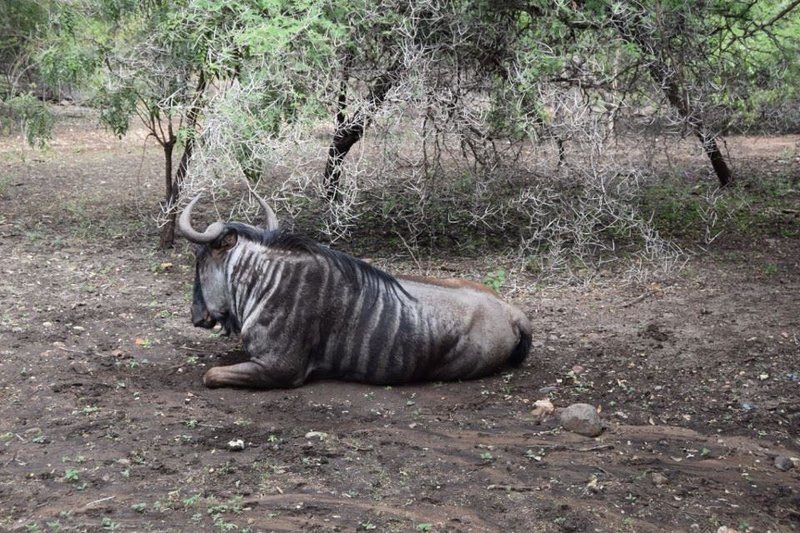 Inyoni House Marloth Park Mpumalanga South Africa Unsaturated, Rhino, Mammal, Animal, Herbivore, Water Buffalo