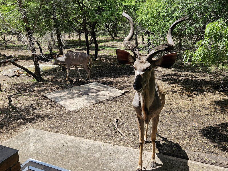 Inyoni House Marloth Park Mpumalanga South Africa Deer, Mammal, Animal, Herbivore