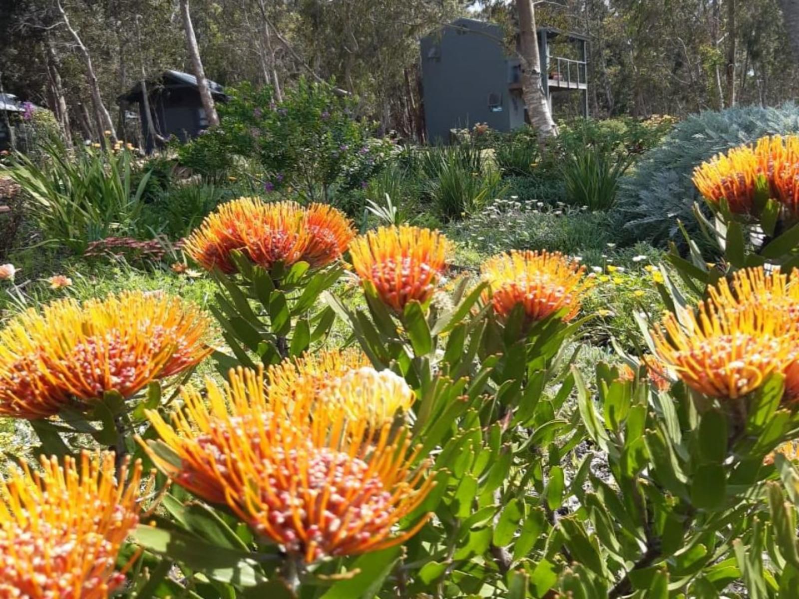 Inyoni Lodge Wolvengat Western Cape South Africa Plant, Nature, Garden