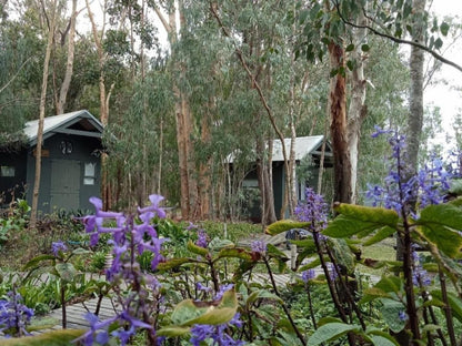 Inyoni Lodge Wolvengat Western Cape South Africa Plant, Nature, Garden