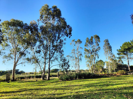 Inyoni Lodge Wolvengat Western Cape South Africa Complementary Colors, Field, Nature, Agriculture, Tree, Plant, Wood, Lowland