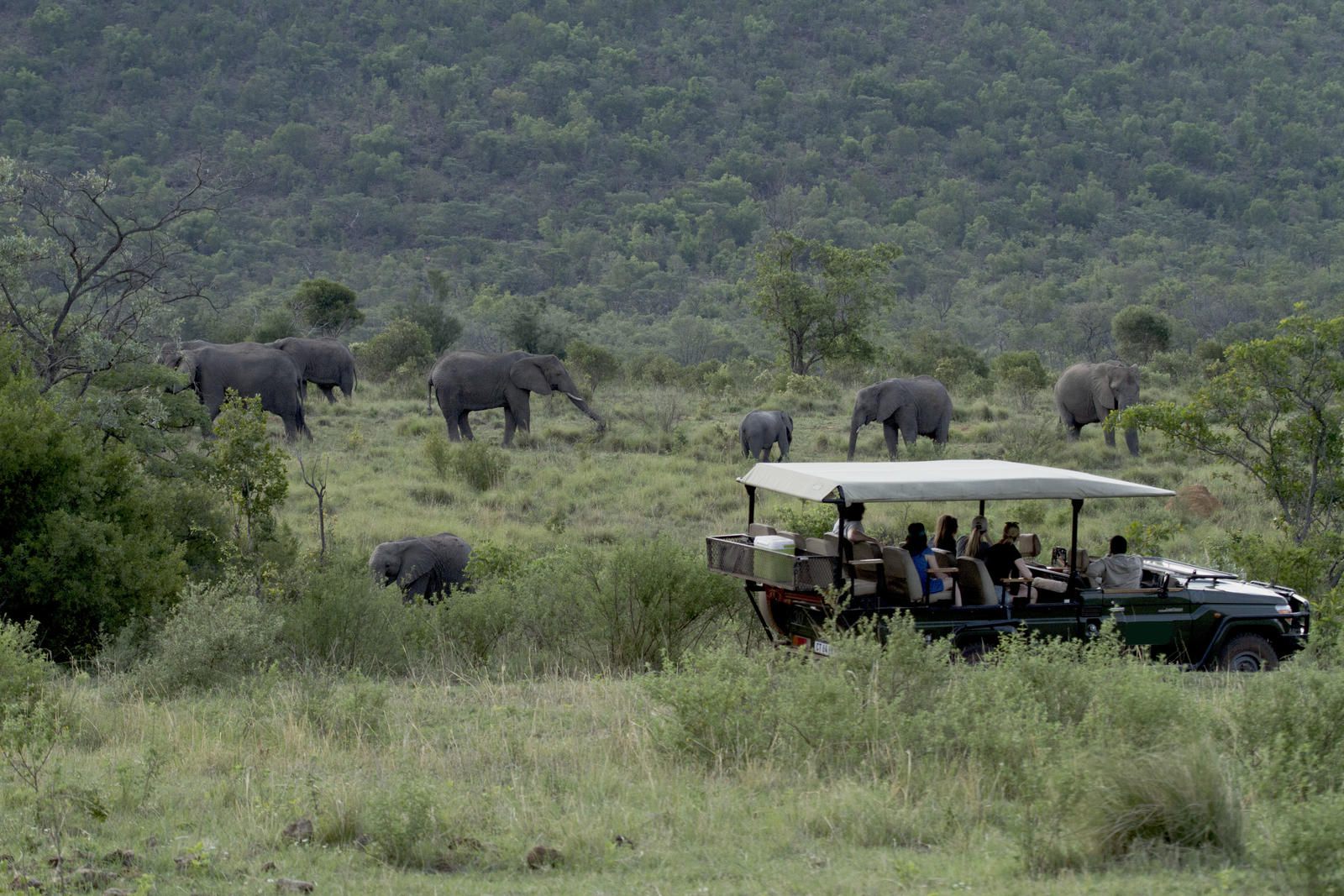 Inzalo Safari Lodge Welgevonden Game Reserve Limpopo Province South Africa Unsaturated, Elephant, Mammal, Animal, Herbivore