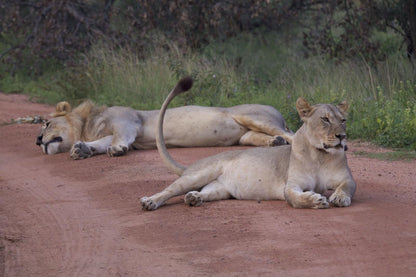 Inzalo Safari Lodge Welgevonden Game Reserve Limpopo Province South Africa Unsaturated, Lion, Mammal, Animal, Big Cat, Predator