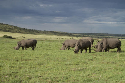 Inzalo Safari Lodge Welgevonden Game Reserve Limpopo Province South Africa Animal