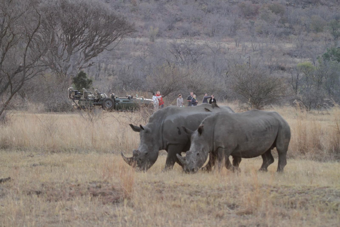 Inzalo Safari Lodge Welgevonden Game Reserve Limpopo Province South Africa Unsaturated, Rhino, Mammal, Animal, Herbivore