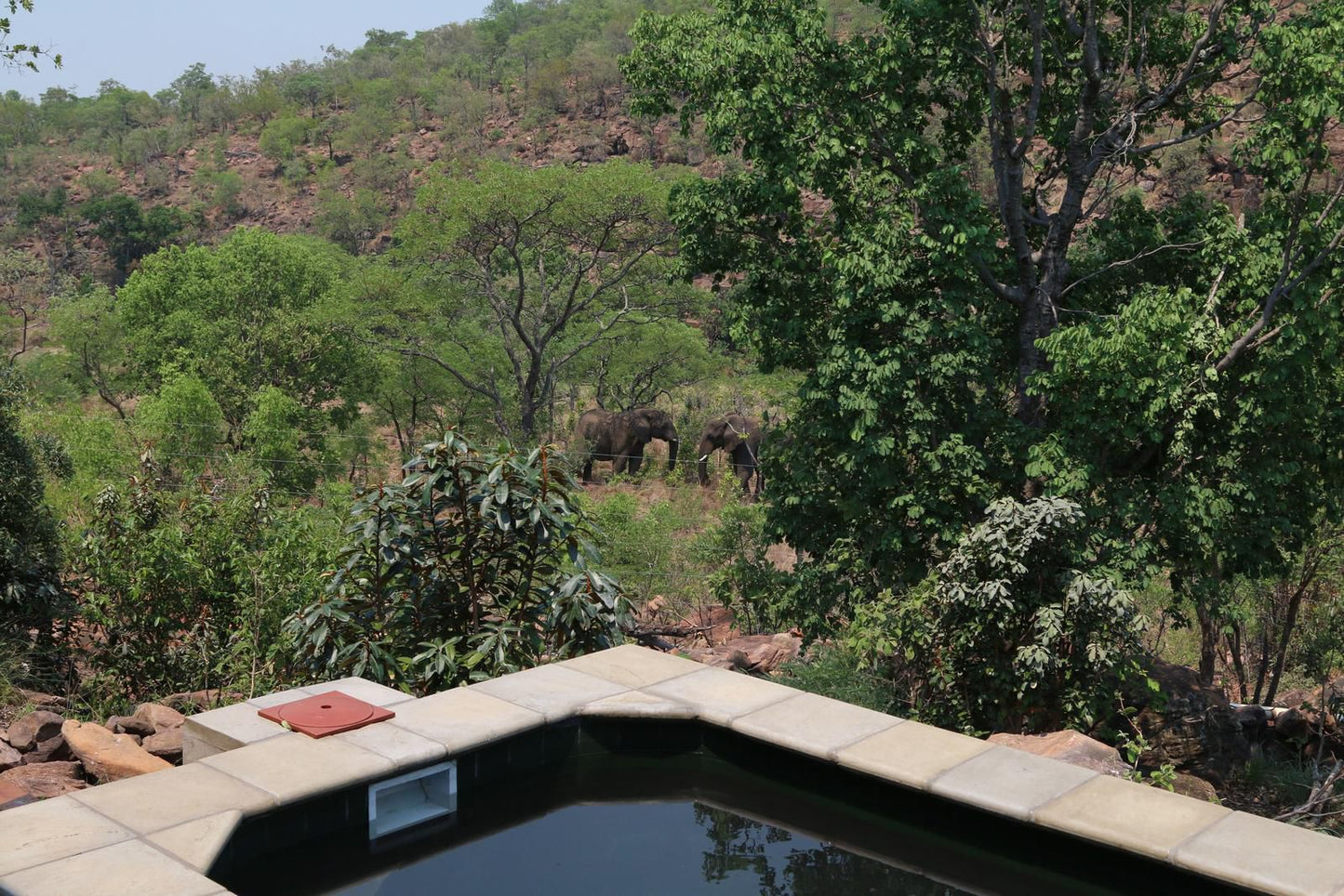 Inzalo Safari Lodge Welgevonden Game Reserve Limpopo Province South Africa Elephant, Mammal, Animal, Herbivore, River, Nature, Waters