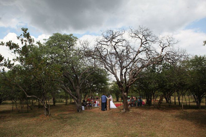 Inzimpala Marble Hall Limpopo Province South Africa Plant, Nature, Tree, Wood, Cemetery, Religion, Grave