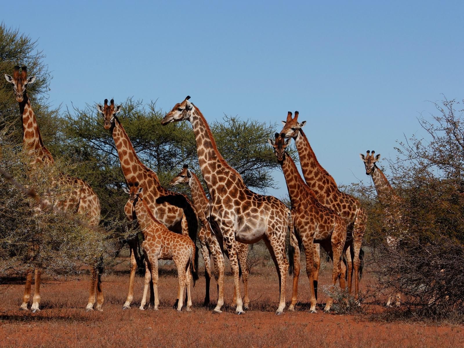 Iphofolo Lodge Vivo Limpopo Province South Africa Complementary Colors, Giraffe, Mammal, Animal, Herbivore