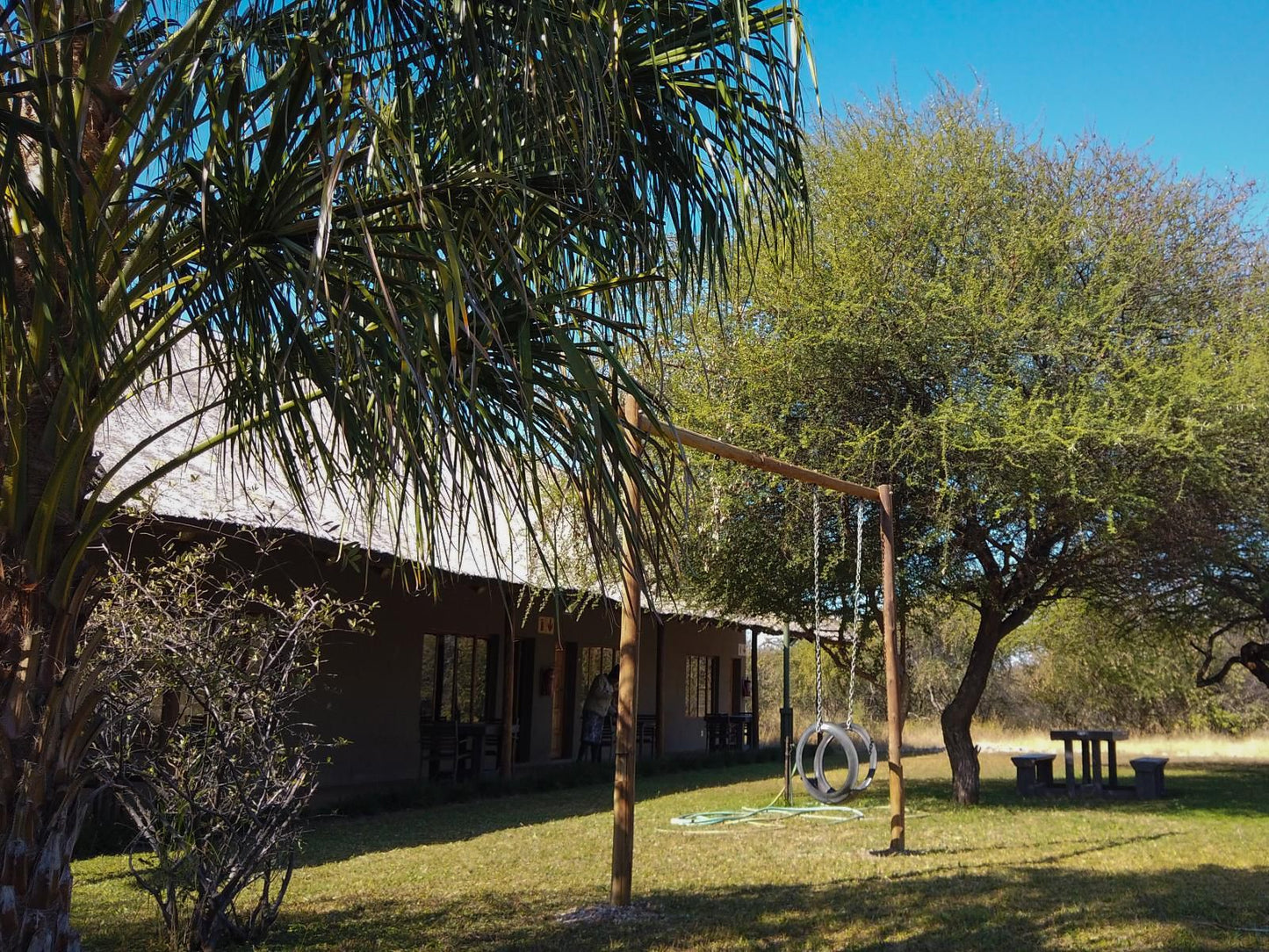Iphofolo Lodge Vivo Limpopo Province South Africa Palm Tree, Plant, Nature, Wood