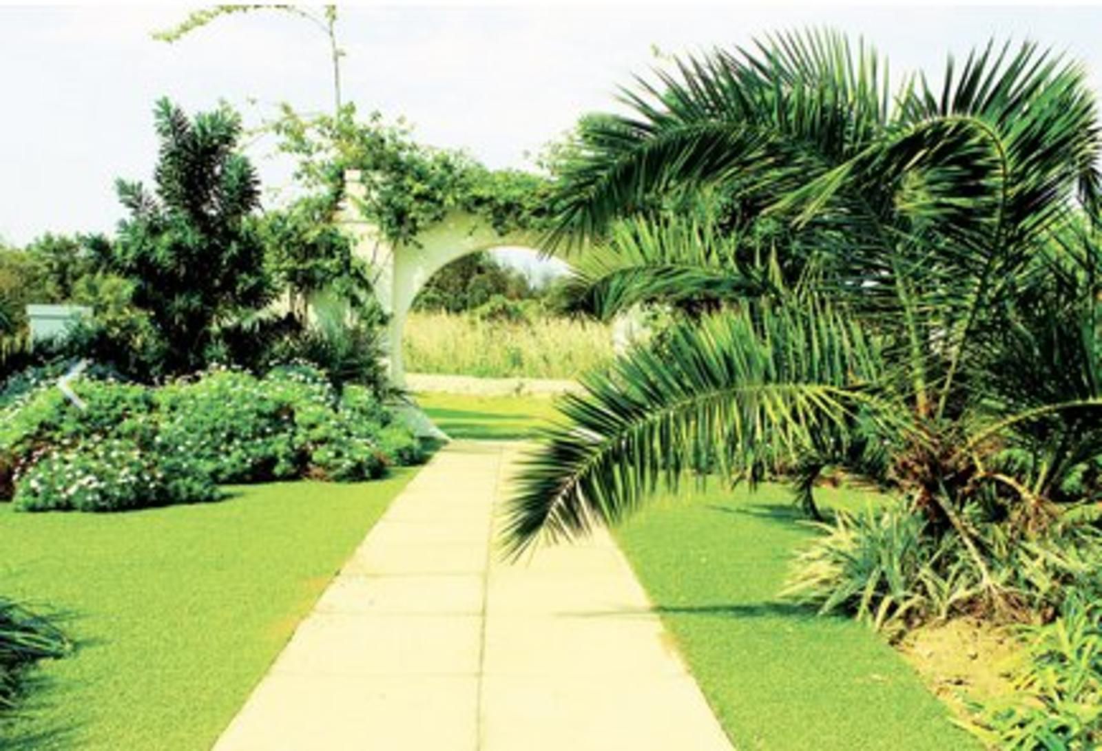 Island Hotel Isipingo Amanzimtoti Kwazulu Natal South Africa Palm Tree, Plant, Nature, Wood, Garden