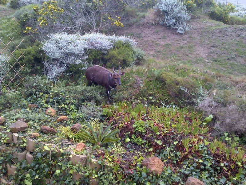Is Ours Holiday Accommodation Dana Bay Mossel Bay Western Cape South Africa Water Buffalo, Mammal, Animal, Herbivore
