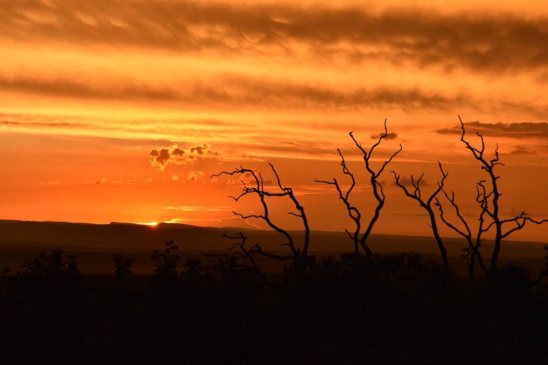 Itemoga Wildlife Reserve Vaalwater Limpopo Province South Africa Colorful, Silhouette, Sky, Nature, Sunset