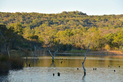 Itemoga Wildlife Reserve Vaalwater Limpopo Province South Africa Bird, Animal, River, Nature, Waters