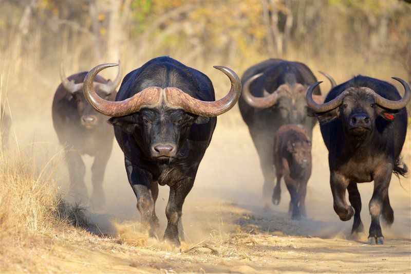 Itemoga Wildlife Reserve Vaalwater Limpopo Province South Africa Water Buffalo, Mammal, Animal, Herbivore