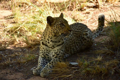 Itemoga Wildlife Reserve Vaalwater Limpopo Province South Africa Sepia Tones, Leopard, Mammal, Animal, Big Cat, Predator