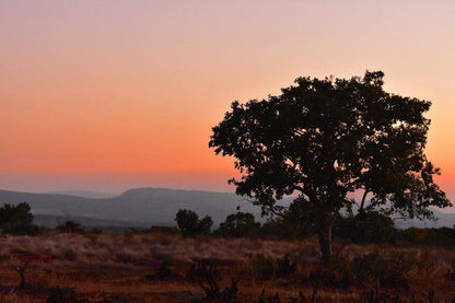 Itemoga Wildlife Reserve Vaalwater Limpopo Province South Africa Tree, Plant, Nature, Wood, Lowland, Sunset, Sky