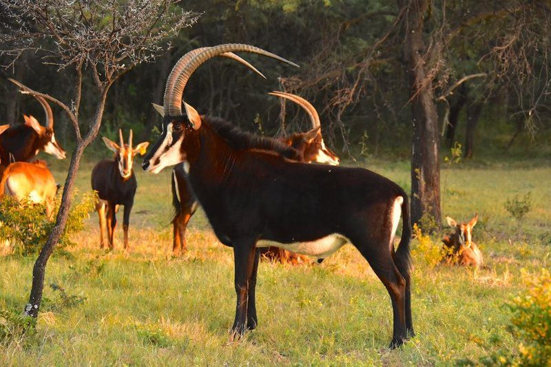 Itemoga Wildlife Reserve Vaalwater Limpopo Province South Africa Animal