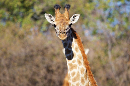 Itemoga Wildlife Reserve Vaalwater Limpopo Province South Africa Giraffe, Mammal, Animal, Herbivore