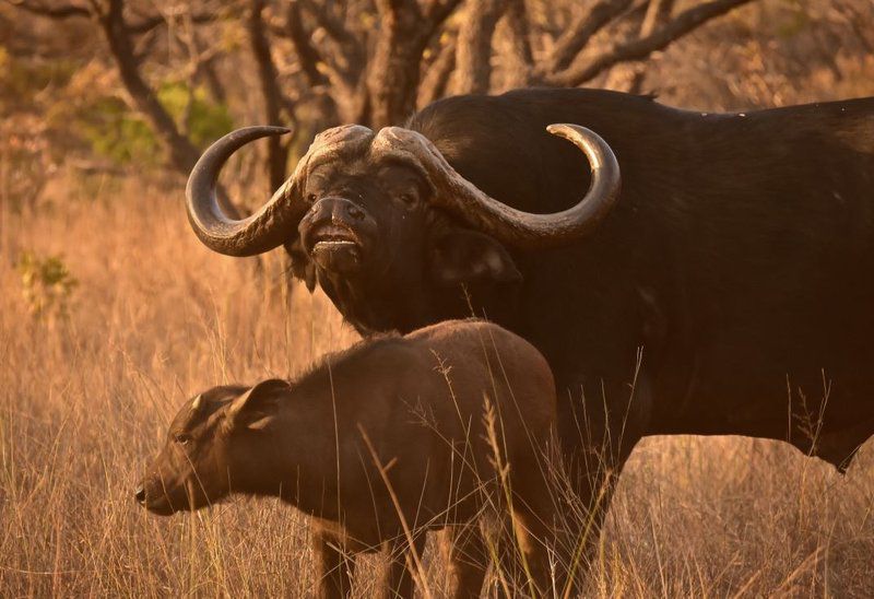 Itemoga Wildlife Reserve Vaalwater Limpopo Province South Africa Sepia Tones, Water Buffalo, Mammal, Animal, Herbivore