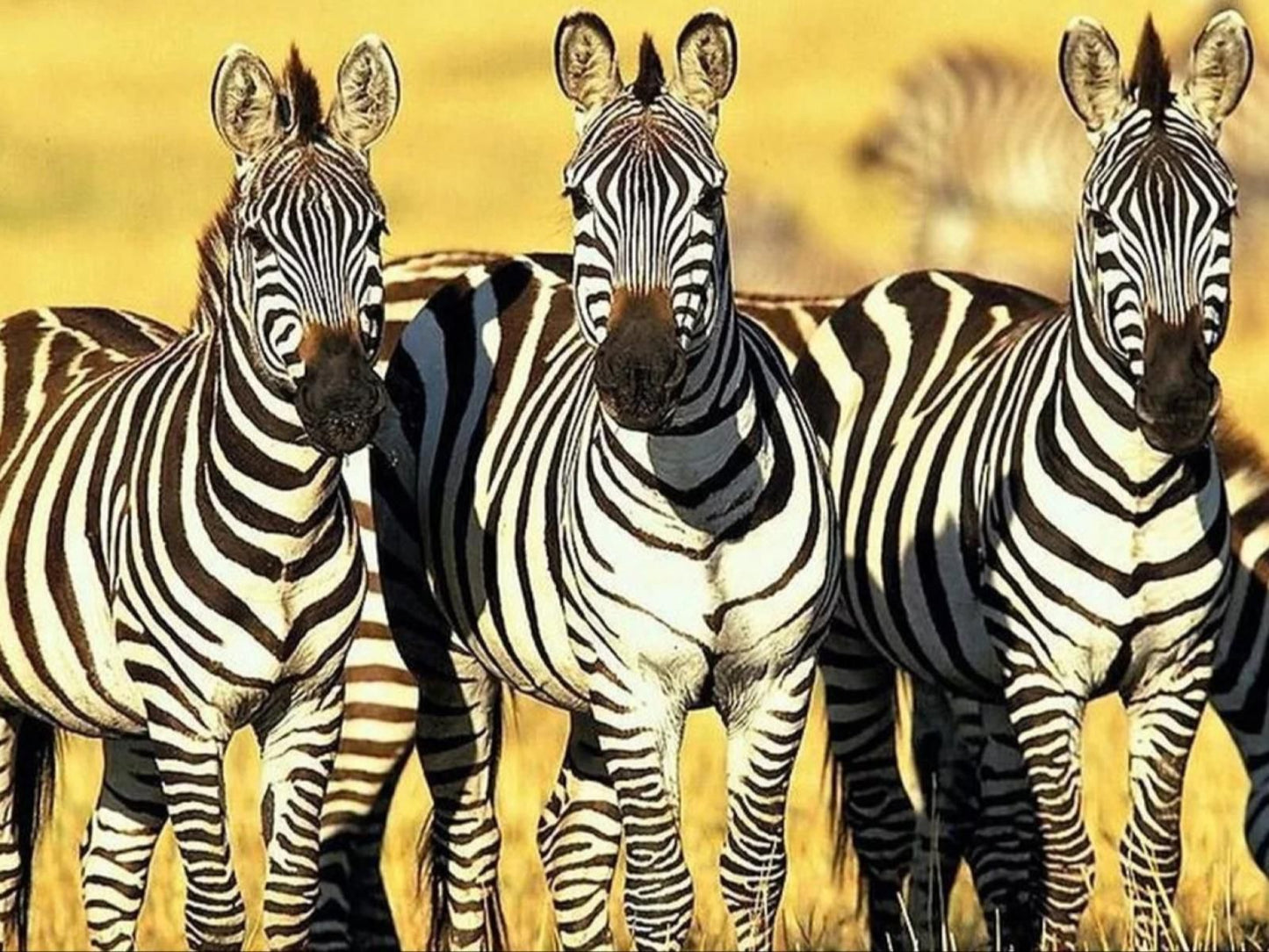 Its-Anners, Zebra, Mammal, Animal, Herbivore