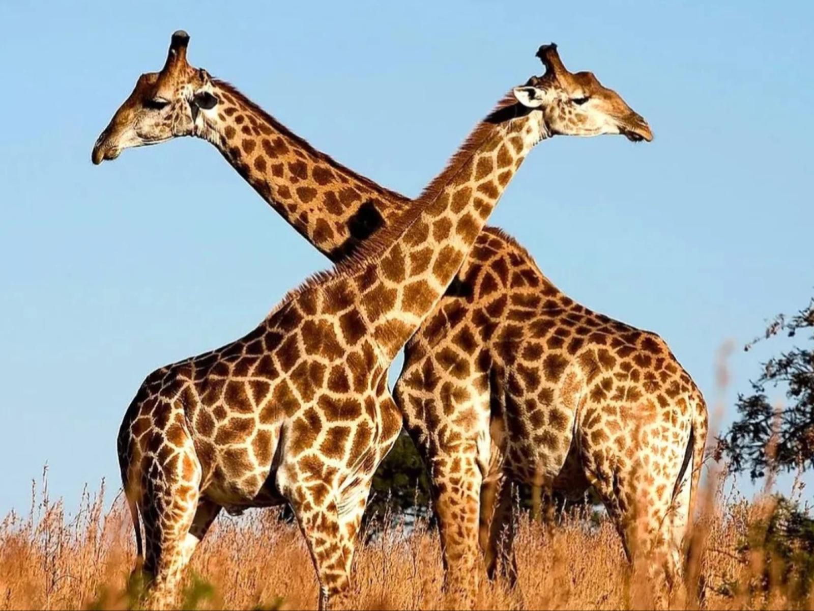 Its-Anners, Colorful, Giraffe, Mammal, Animal, Herbivore