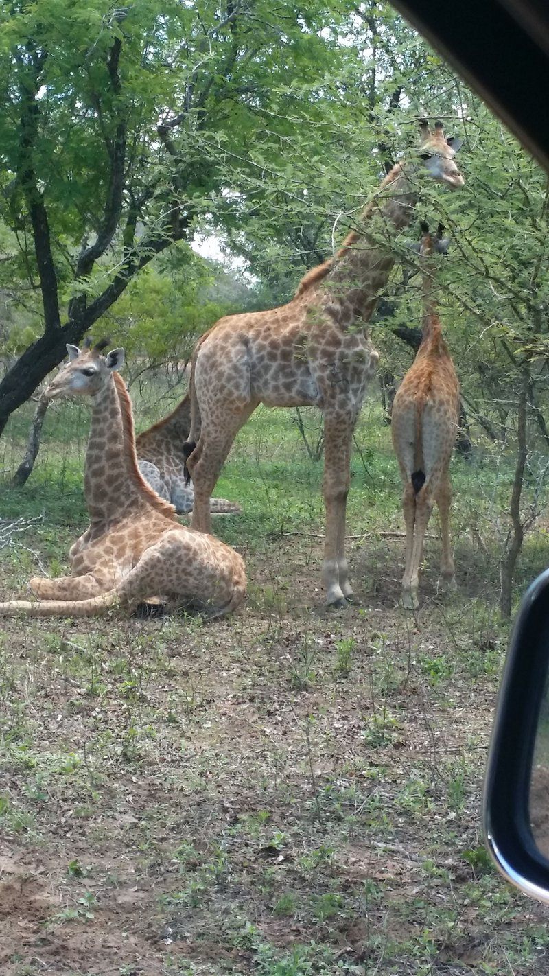 Itumeleng Self Catering Cottage Marloth Park Mpumalanga South Africa Giraffe, Mammal, Animal, Herbivore