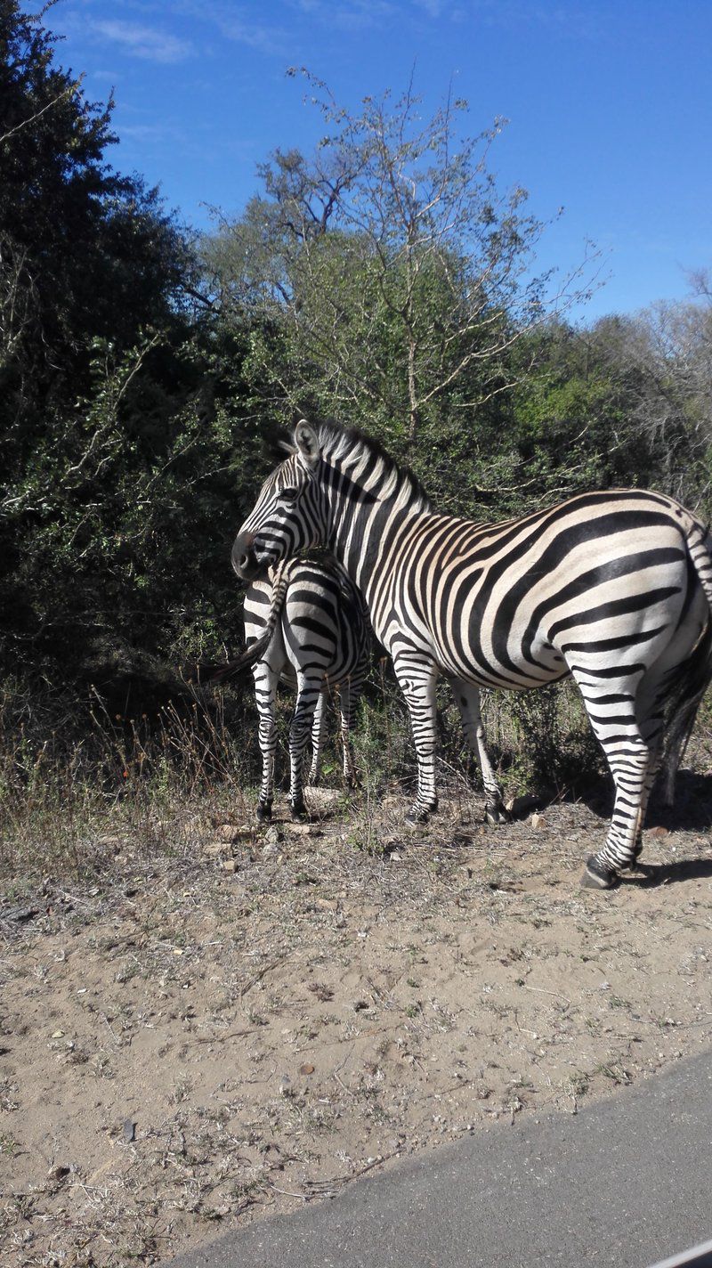 Itumeleng Self Catering Cottage Marloth Park Mpumalanga South Africa Zebra, Mammal, Animal, Herbivore
