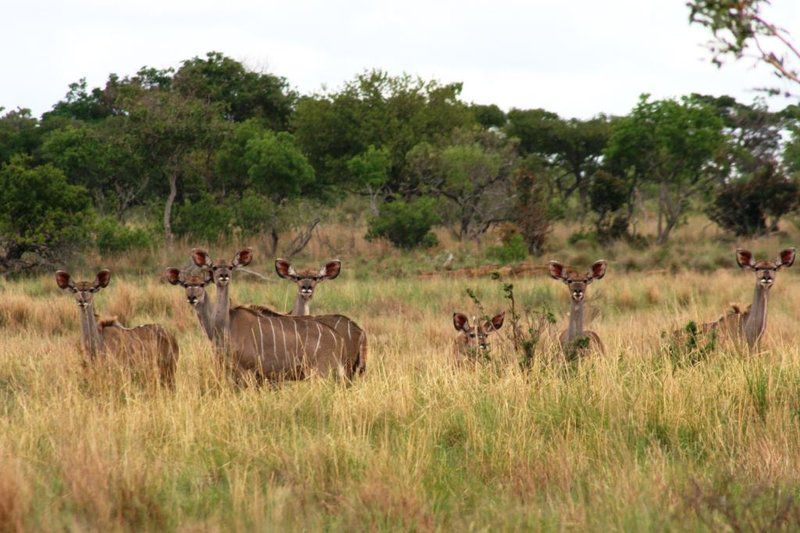 Ivemvane Bushveld Limpopo Province South Africa Deer, Mammal, Animal, Herbivore, Lowland, Nature