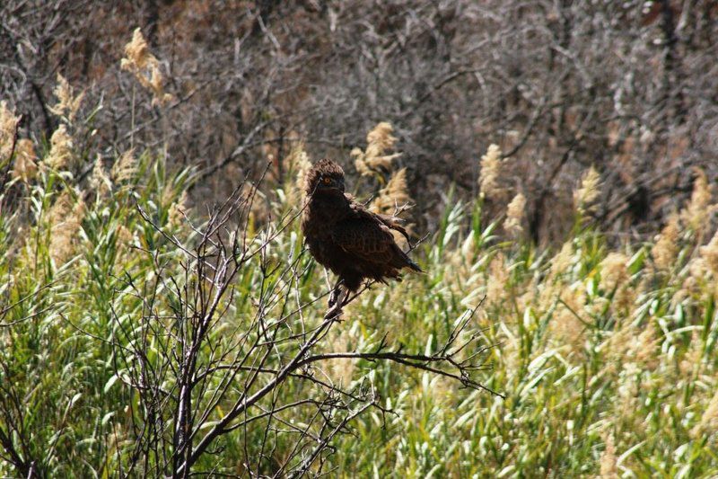 Ivemvane Bushveld Limpopo Province South Africa Hawk, Bird, Animal, Predator