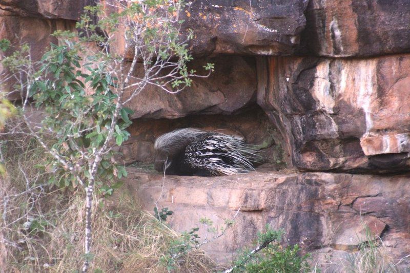 Ivemvane Bushveld Limpopo Province South Africa Animal