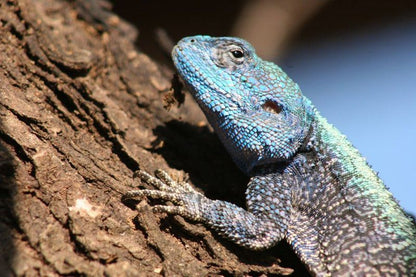 Ivemvane Bushveld Limpopo Province South Africa Lizard, Reptile, Animal