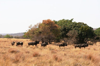 Ivemvane Bushveld Limpopo Province South Africa Animal, Lowland, Nature