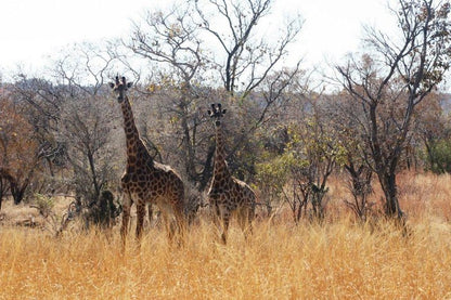 Ivemvane Bushveld Limpopo Province South Africa Giraffe, Mammal, Animal, Herbivore