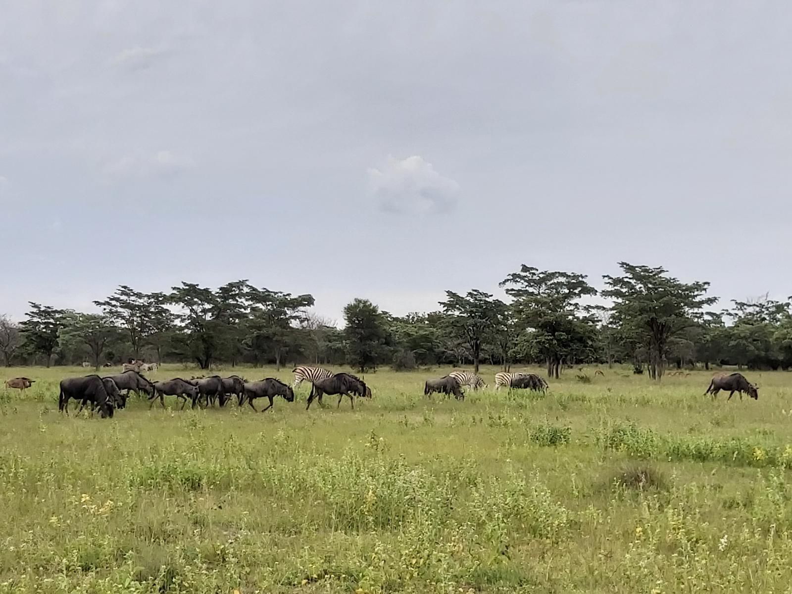 Izintaba Private Game Reserve Vaalwater Limpopo Province South Africa Elephant, Mammal, Animal, Herbivore, Gnu, Lowland, Nature