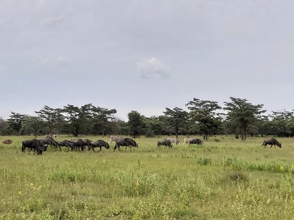 Izintaba Private Game Reserve Vaalwater Limpopo Province South Africa Elephant, Mammal, Animal, Herbivore, Gnu, Lowland, Nature