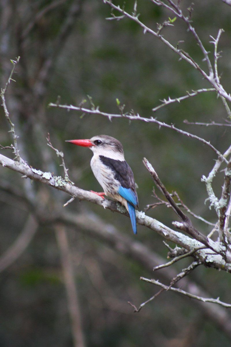 Izungla Lodge Hluhluwe Kwazulu Natal South Africa Unsaturated, Kingfisher, Bird, Animal