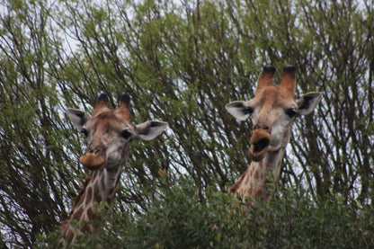 Izungla Lodge Hluhluwe Kwazulu Natal South Africa Giraffe, Mammal, Animal, Herbivore