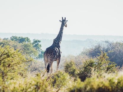 Jabula Bush Camp Dinokeng Game Reserve Gauteng South Africa Giraffe, Mammal, Animal, Herbivore