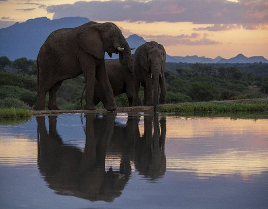 Jabulani Elephant Workshop Hosted By Dr Johan Marais Kapama Reserve Mpumalanga South Africa Elephant, Mammal, Animal, Herbivore
