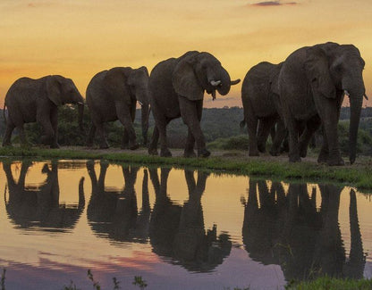 Jabulani Elephant Workshop Hosted By Dr Johan Marais Kapama Reserve Mpumalanga South Africa Elephant, Mammal, Animal, Herbivore