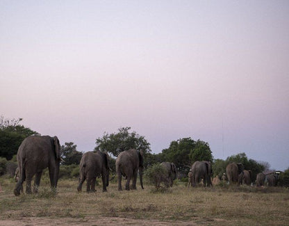 Jabulani Elephant Workshop Hosted By Dr Johan Marais Kapama Reserve Mpumalanga South Africa Elephant, Mammal, Animal, Herbivore