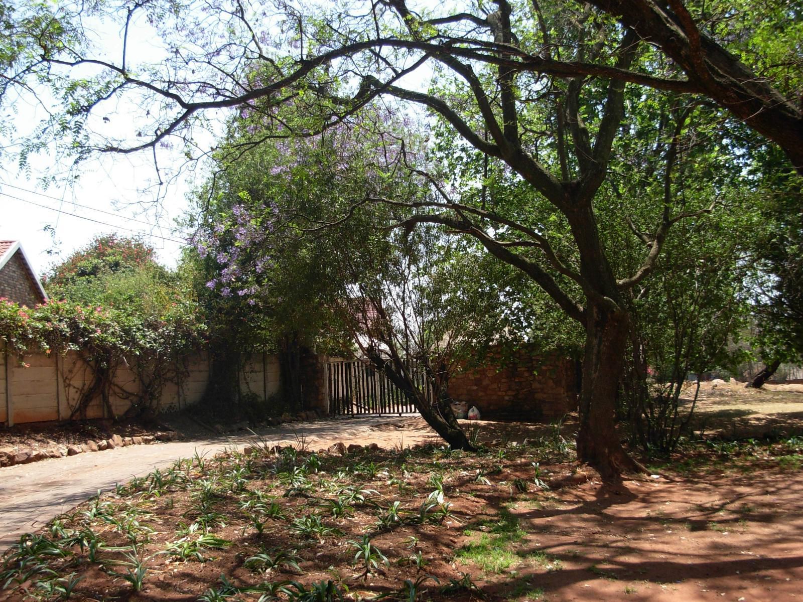 Jacaranda Chalets Rant En Dal Krugersdorp Gauteng South Africa Plant, Nature, Garden