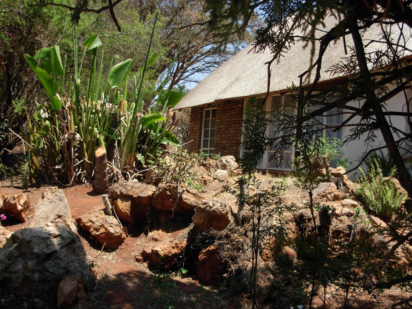 Jacaranda Chalets Rant En Dal Krugersdorp Gauteng South Africa Cactus, Plant, Nature